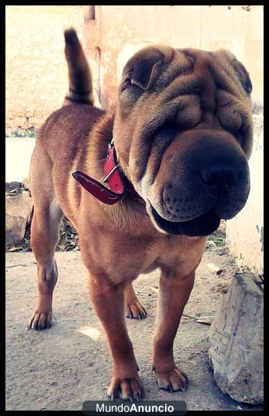 Se busca Shar-pei macho para montas