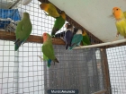 Se vende 10 agapornis varios colores - mejor precio | unprecio.es