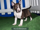 Se vende camada Bullterrier ¡ 5 años de garantias ! - mejor precio | unprecio.es