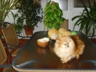Se venden cachorros de lulú de pomerania, excelente pedigree - mejor precio | unprecio.es