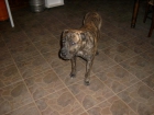 vendo autenticos presa canario --4 perros--una hembra y 3 machos. - mejor precio | unprecio.es