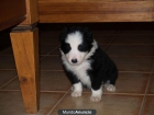 Vendo Border Collie, (Del Reino de Alba) Murcia con pedigree - Lorca - mejor precio | unprecio.es