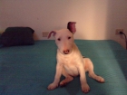 vendo   cachorrita de bullterriert - mejor precio | unprecio.es