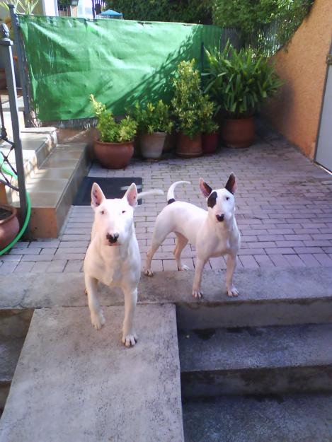 Vendo cachorrosde Bull Terrier