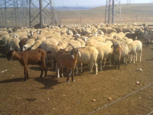 Vendo ovejas merinas y cabras serranas de monte