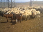 Vendo ovejas merinas y cabras serranas de monte - mejor precio | unprecio.es