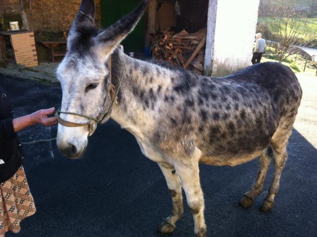 Venta 2 burros