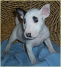 Cachorros de bull terrier precios muy buenos. - mejor precio | unprecio.es