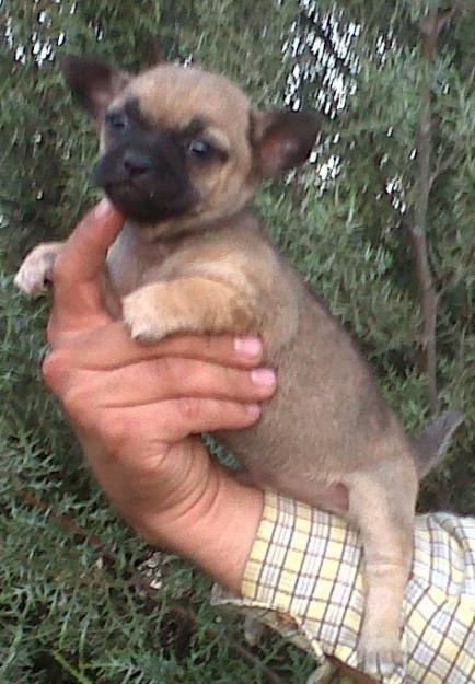 Chihuahua con pedigree