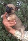 Chihuahua con pedigree - mejor precio | unprecio.es