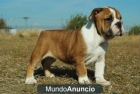 Fantasticos Bulldog ingles de excelente calidad - mejor precio | unprecio.es