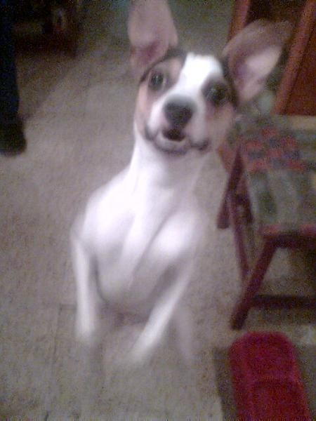 Mi perrito Bodeguero busca novia