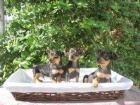 PINSCHER MINI, de 2 meses - mejor precio | unprecio.es