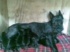 VENDO CAMADA SCHNAUZER - mejor precio | unprecio.es
