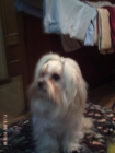 bichon maltes miniatura - mejor precio | unprecio.es