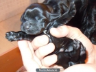 Cachorros de Cocker - mejor precio | unprecio.es