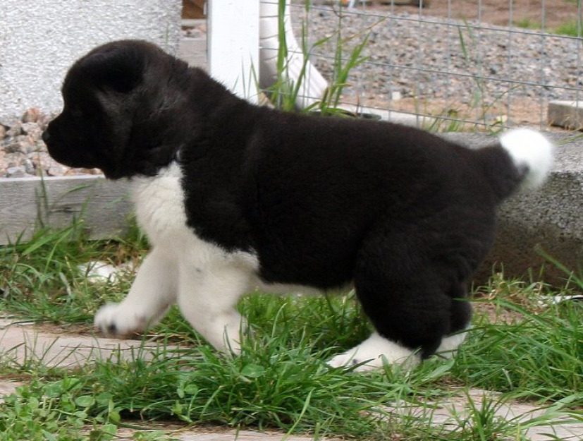 Camada de akita inu con pedigree