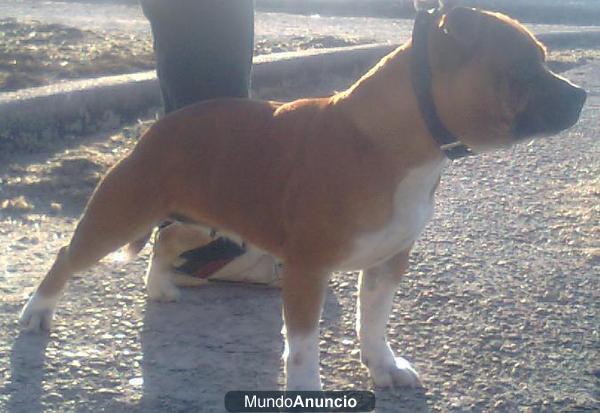 Camada staffordshire bull terrier