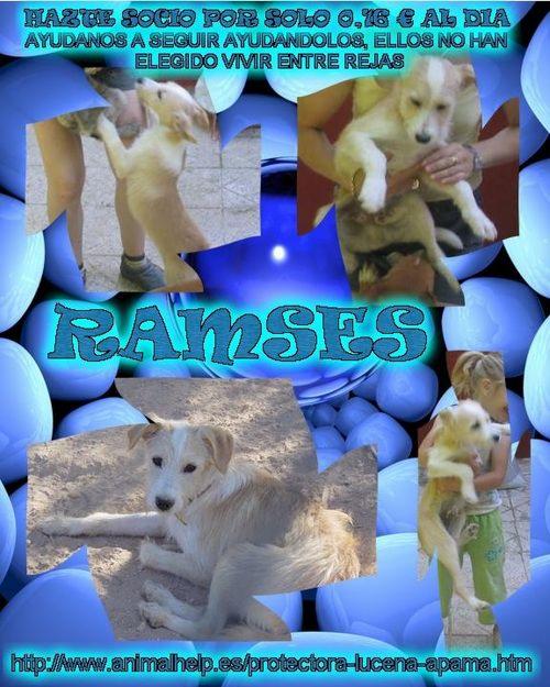 perro cachorro tamaño mediano en adopcion