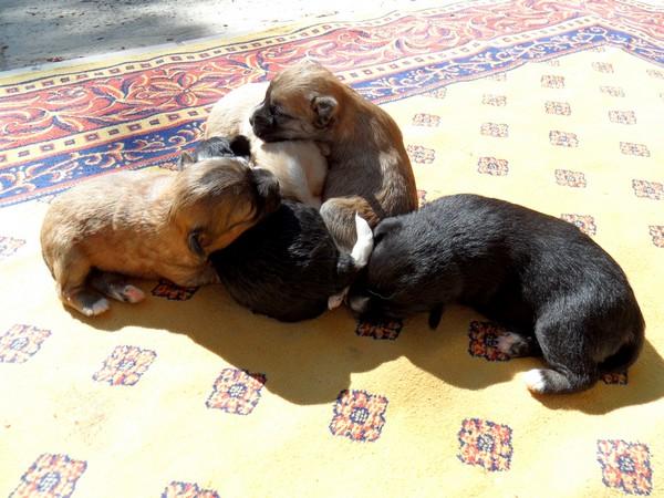 REGALO CACHORRITOS DE RAZA PEQUEÑA MACHOS CON UN MES DE VIDA