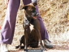 Regalo precioso cachorro - mejor precio | unprecio.es