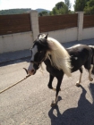 vendo poni whels - mejor precio | unprecio.es