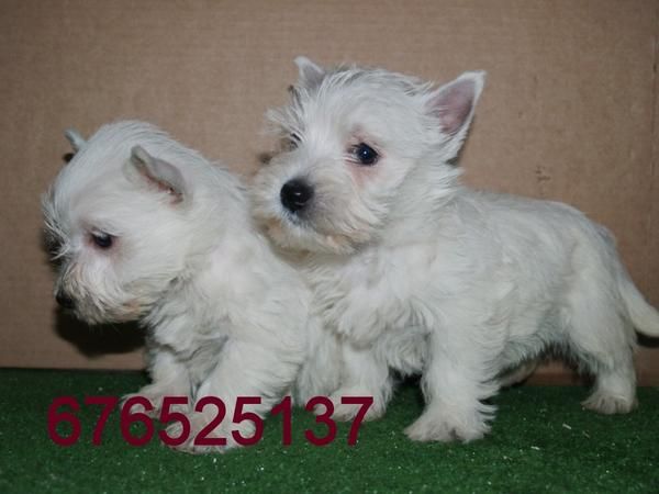 West higland terrier, extraordinarios cachorros. Cadiz