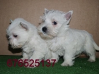 West higland terrier, extraordinarios cachorros. Cadiz - mejor precio | unprecio.es