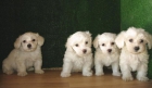 BICHON MALTES, 290€ - mejor precio | unprecio.es