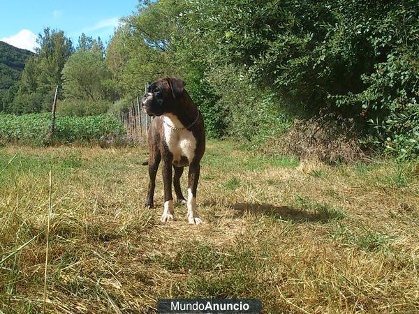 BOXER HEMBRA