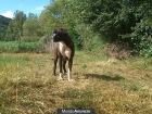 BOXER HEMBRA - mejor precio | unprecio.es