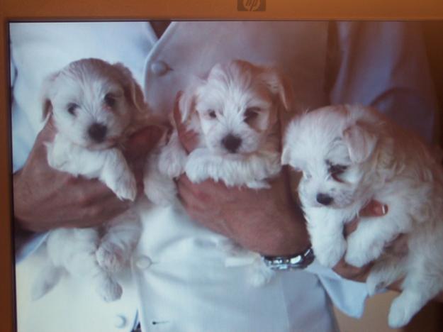 cachorros bichon maltes