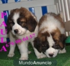 Cachorros de San bernardo, magnificos - mejor precio | unprecio.es