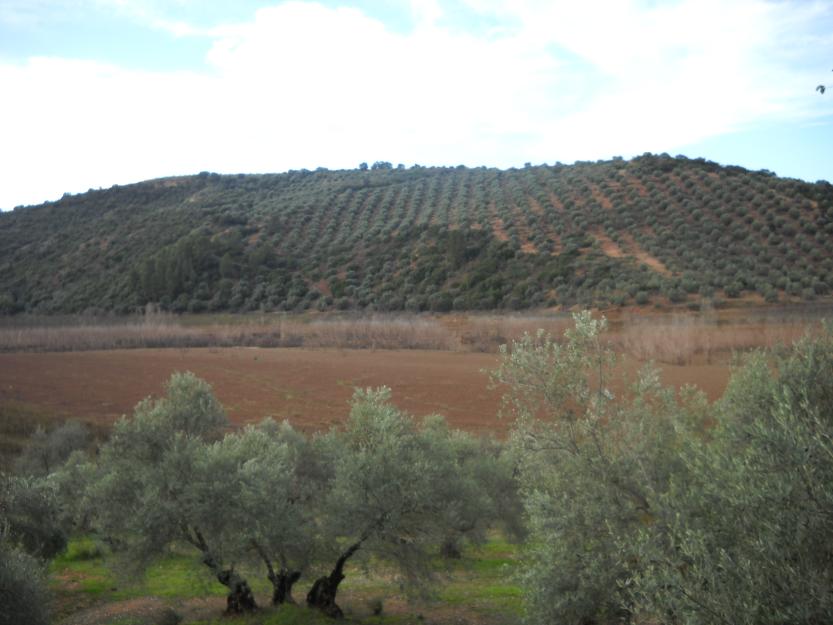 Finca rústica de olivar en paraje ariza,junto a giribaile