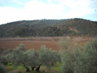 Finca rústica de olivar en paraje ariza,junto a giribaile - mejor precio | unprecio.es
