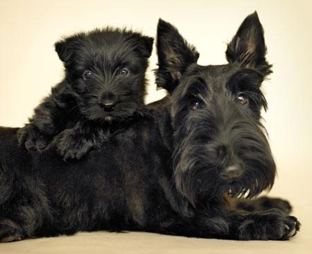 Scottish de 2 meses preciosos 500 euros.