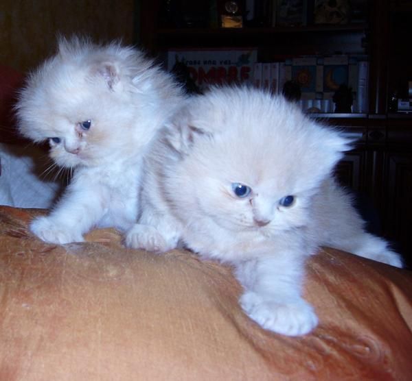 vendo gato persa