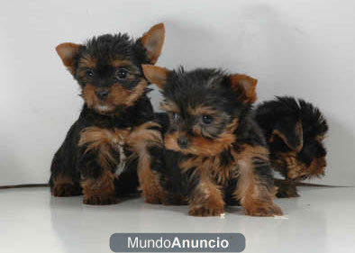 Yorkshire, cachorros muy económicos - Barcelona
