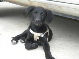Negrita, cachorra cruce de labrador necesita un hogar con urgencia