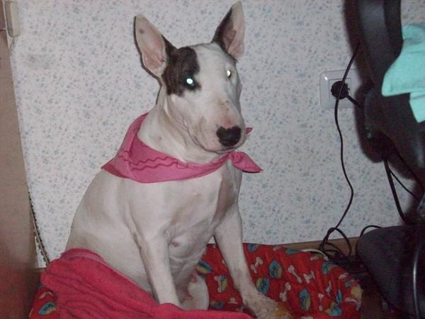 SE BUSCA BULL TERRIER ,1.000 EUROS DE RECOMPENSA