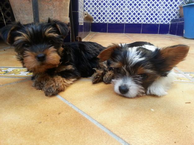 Se vende yorkshire terrier de raza y economico