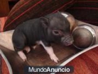 vendo cerdito MINI PIG 50 € no es vitnamita - mejor precio | unprecio.es