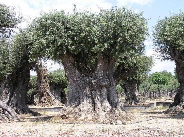 venta de olivos centarios