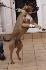 American pitbull terrier (1 año ) - mejor precio | unprecio.es
