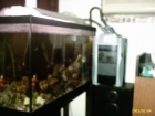 acuario completo se vende - mejor precio | unprecio.es