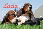 Basset hound,sensacionales cachorros - mejor precio | unprecio.es