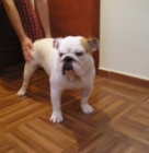 Bulldog Ingles para monta - mejor precio | unprecio.es