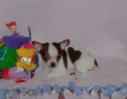 Chihuahua Babys mini - mejor precio | unprecio.es