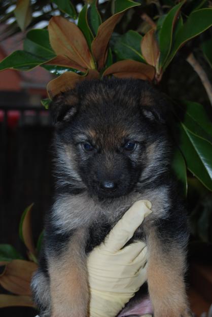 excelentes cachorros de PASTOR ALEMAN CON PEDIGREE 360 EUROS