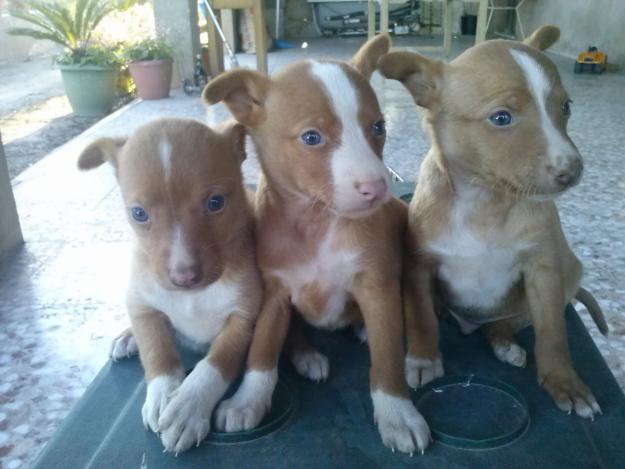 Podencos andaluces, podenco andaluz